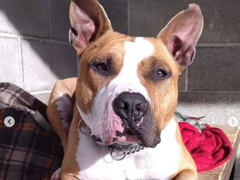 Adotta un cane, maschio, 4 anni  e 10 mesi , Genova