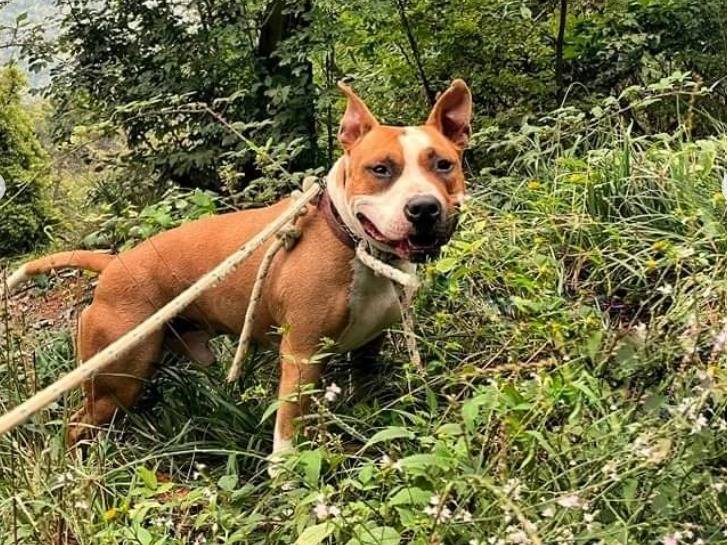 Adotta un cane, taglia media, maschio, Genova