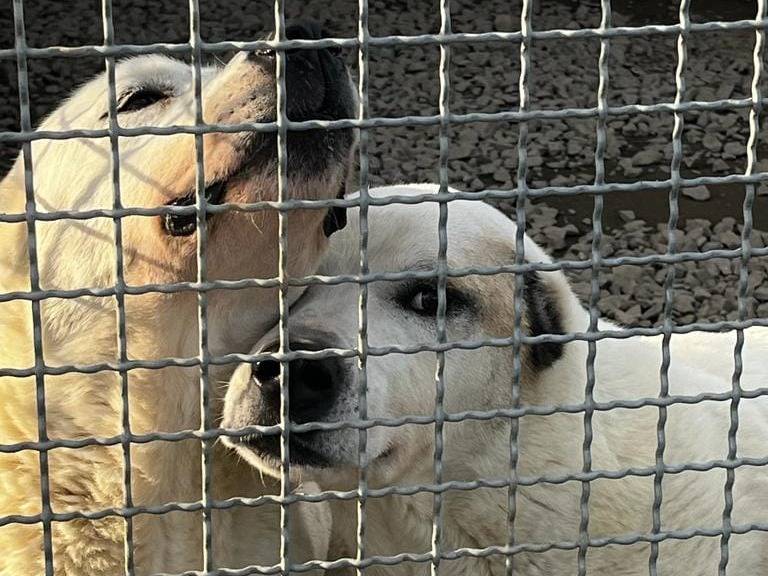 Foto dell'animale