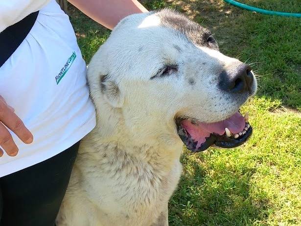 Adotta un cane, maschio, 13 anni  e 5 mesi , Terni