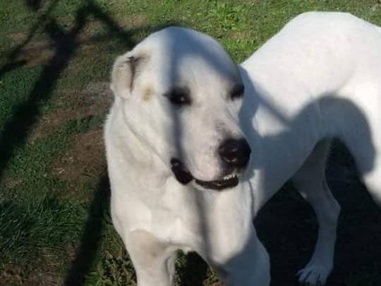 Adotta il cane IGOR e IRON  a Terni