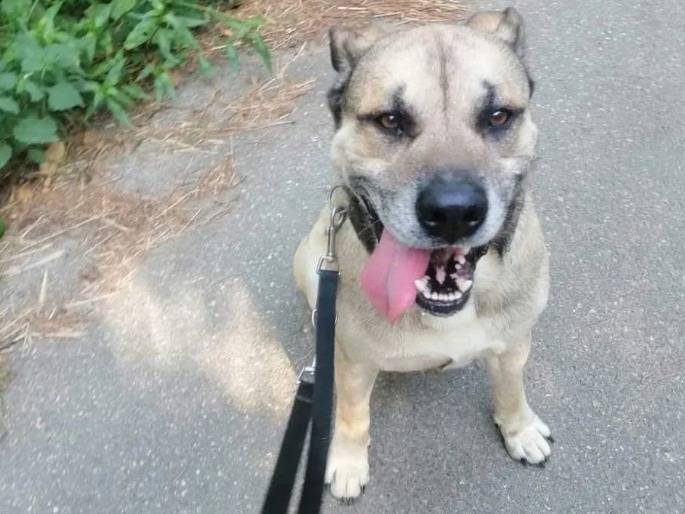 Adozione cane, maschio, Pitbull, 7 anni  e 2 mesi , taglia grande, Genova