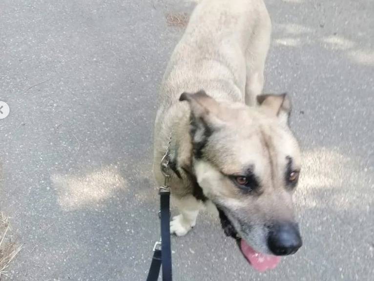 Adotta un cane, maschio, 7 anni  e 2 mesi , Genova