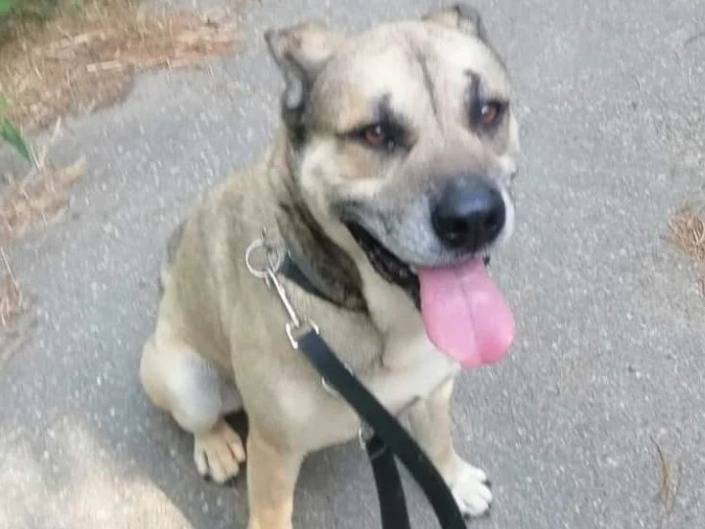 Adotta un cane, taglia grande, maschio, Genova