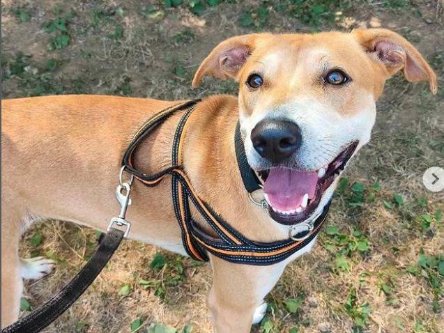 Adozione cane, femmina, meticcio, 4 anni e 2 mesi, taglia media, Genova