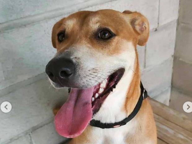 Adotta un cane, femmina, 4 anni e 2 mesi, Genova
