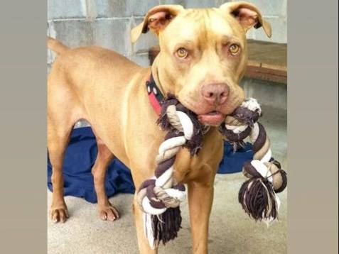 Adotta un cane, maschio, 10 anni  e 5 mesi , Genova