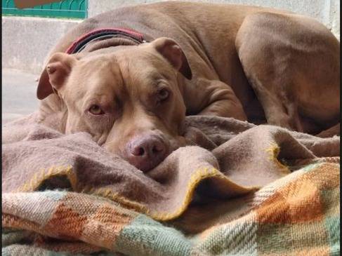 Adotta un cane, taglia grande, maschio, Genova