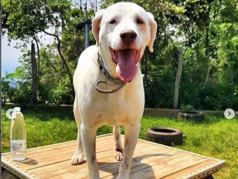 Vuoi adottare un cane a Genova?