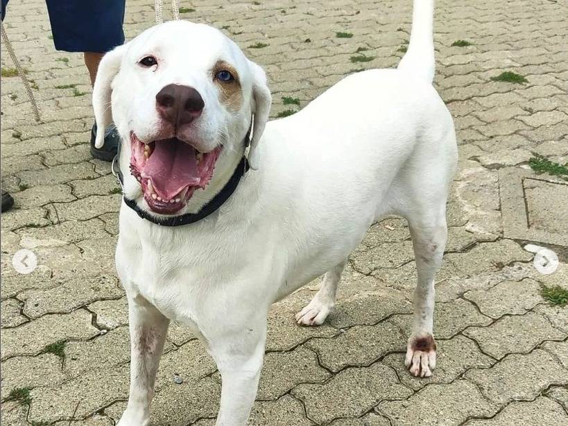 Adotta il cane Romeo a Genova