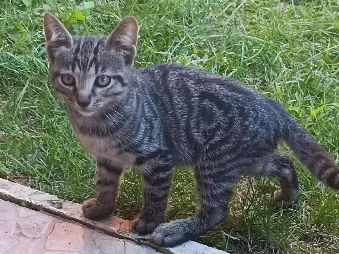 Adozione gatto, maschio, meticcio, 2 anni e 3 mesi, taglia non valida, Roma