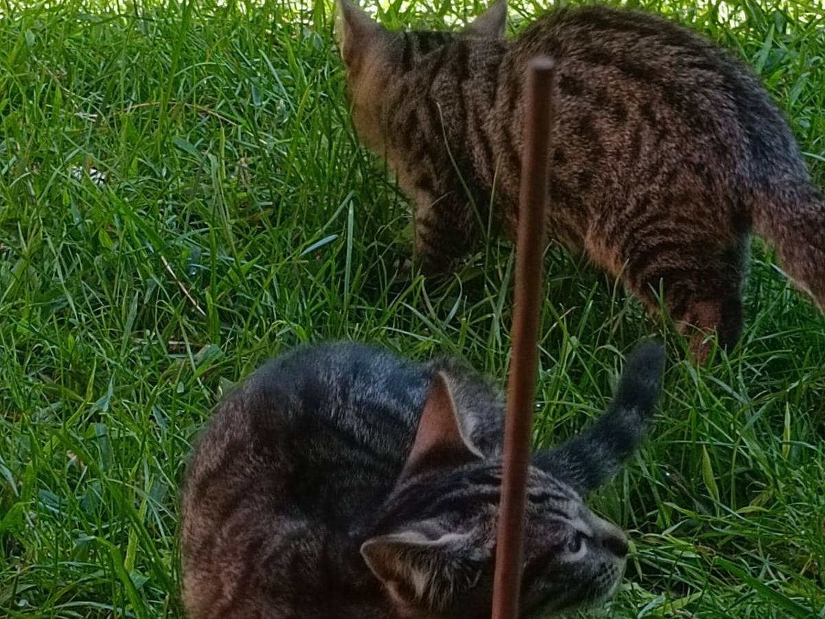 Adotta un gatto, maschio, 2 anni e 3 mesi, Roma