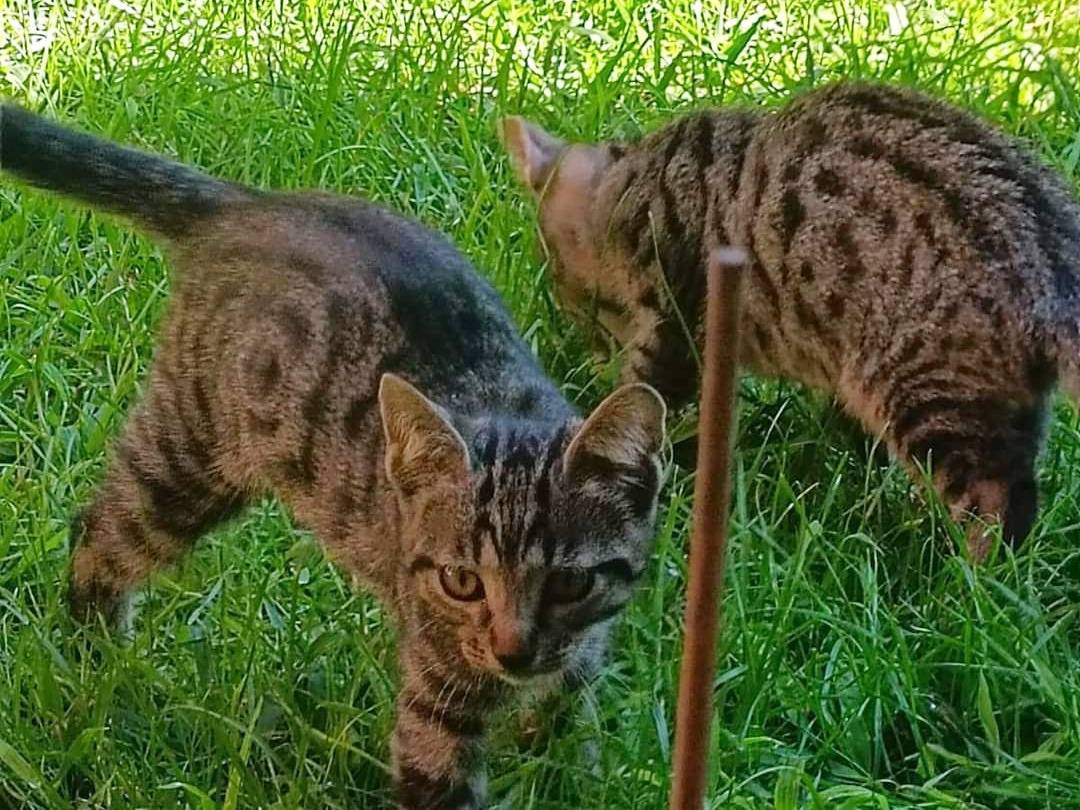 Adotta un gatto, taglia non valida, maschio, Roma
