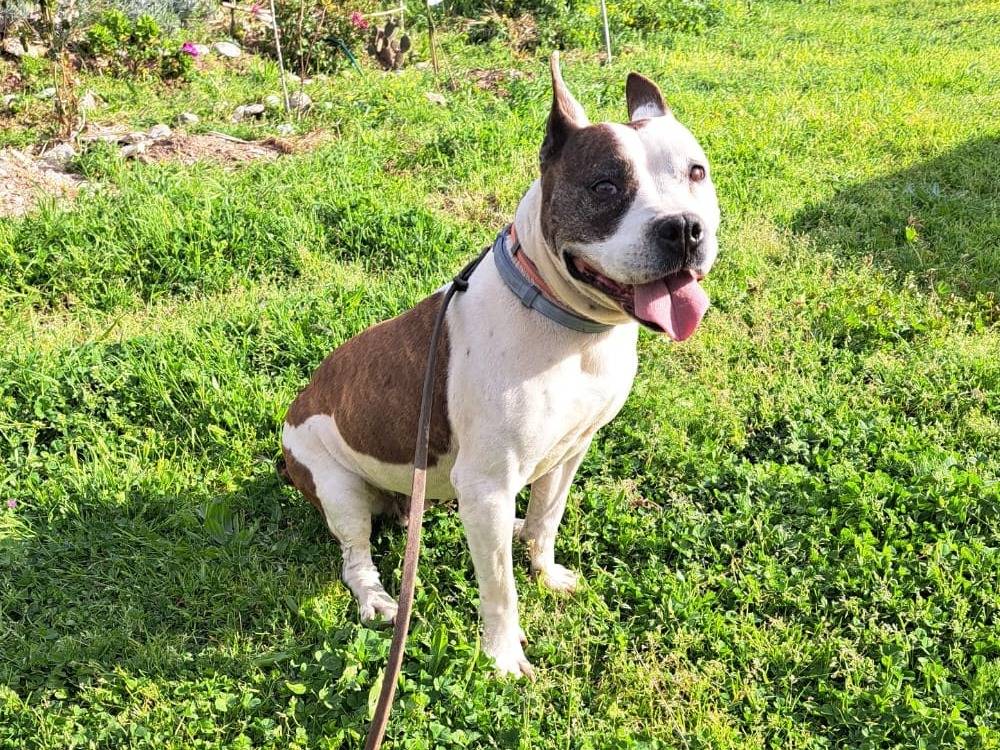 Adotta un cane, taglia media, femmina, Cosenza