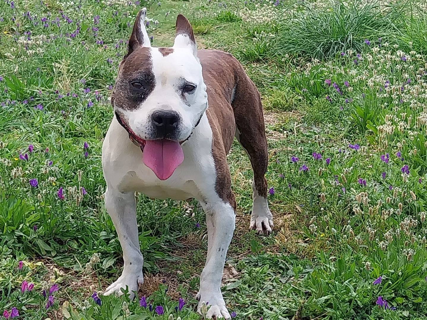Vuoi adottare un cane a Cosenza?