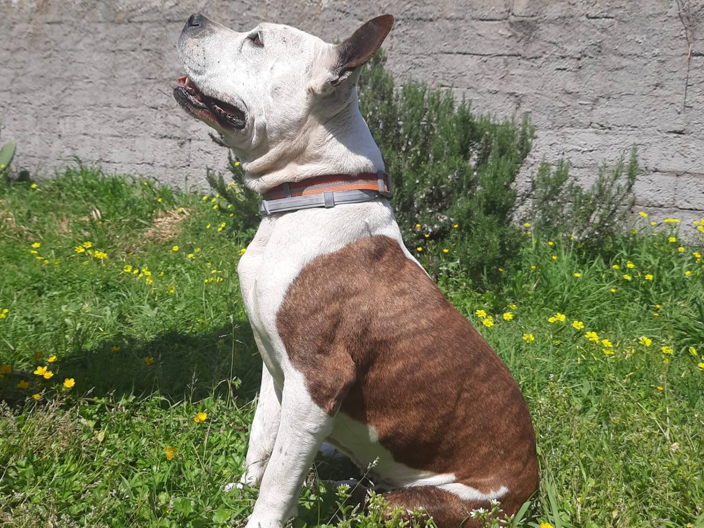 Adotta il cane PETUNIA a Cosenza
