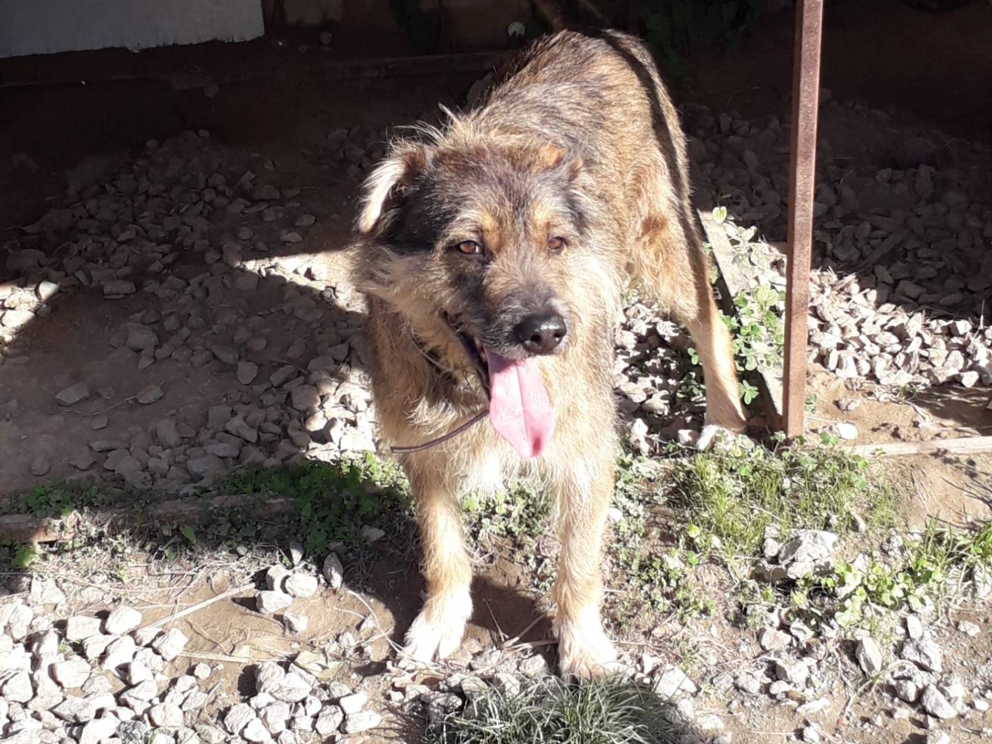 Vuoi adottare un cane a Cosenza?