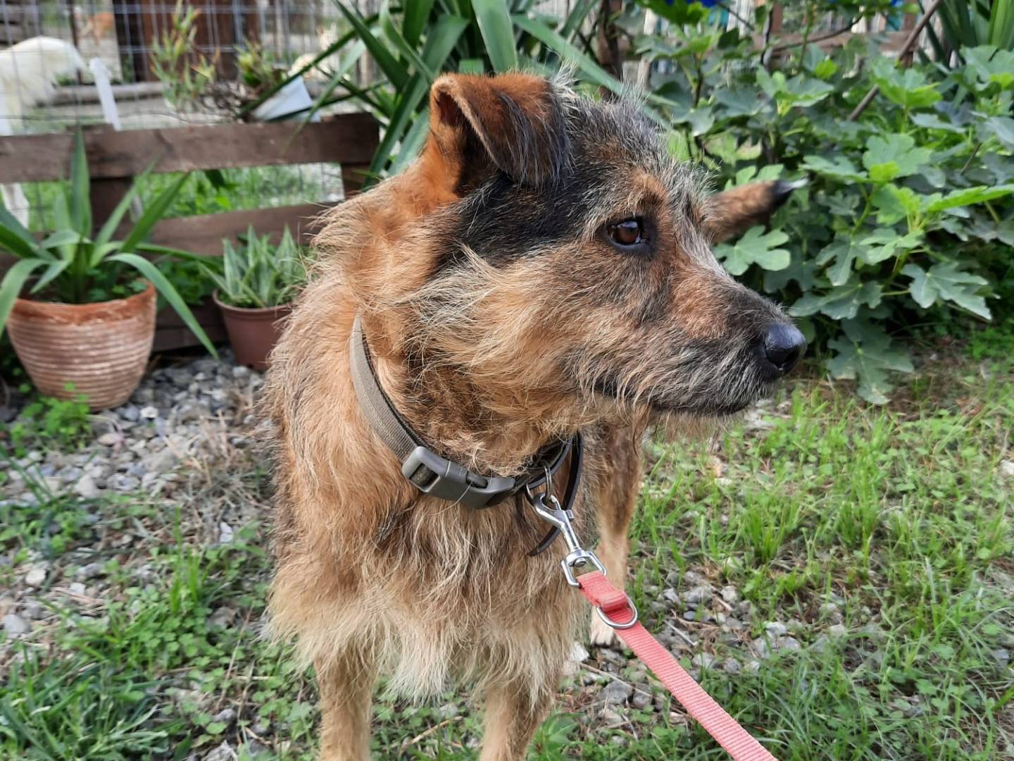 Adotta il cane BAFFO a Cosenza