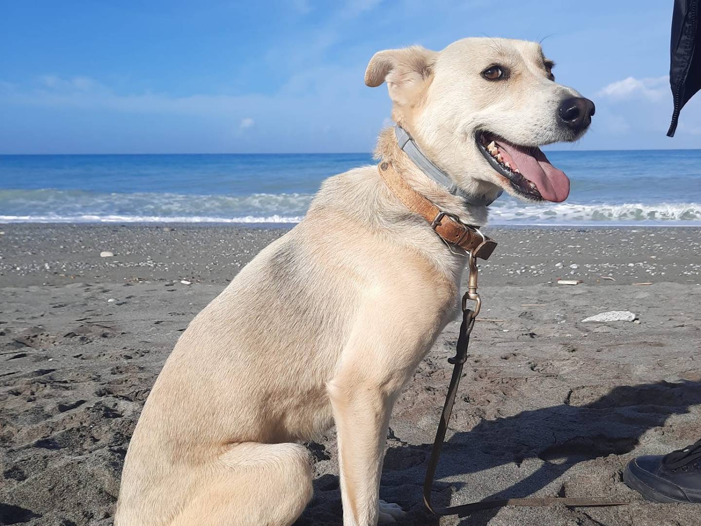 Adotta un cane, maschio, 6 anni  e 8 mesi , Cosenza