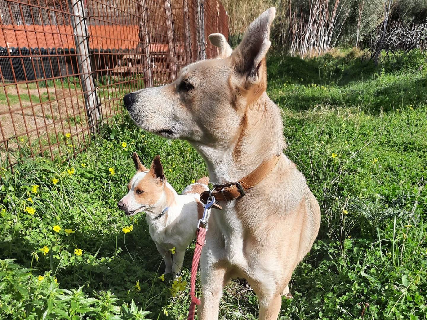 Adotta un cane, taglia media, maschio, Cosenza
