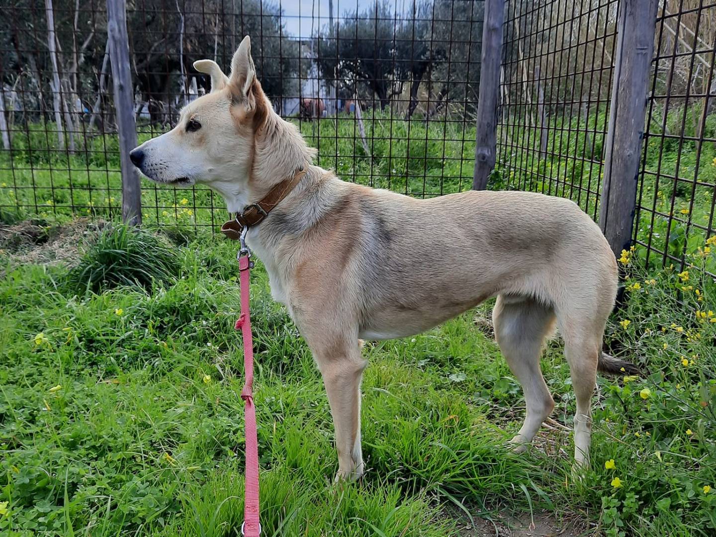 Vuoi adottare un cane a Cosenza?