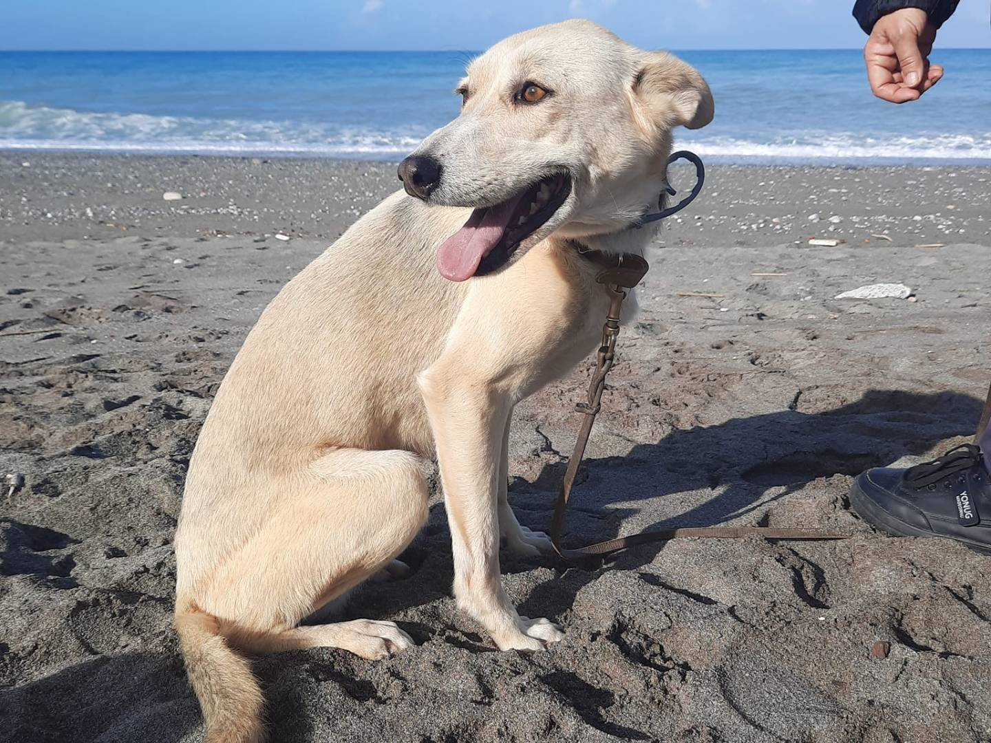 Adotta il cane RINGO a Cosenza