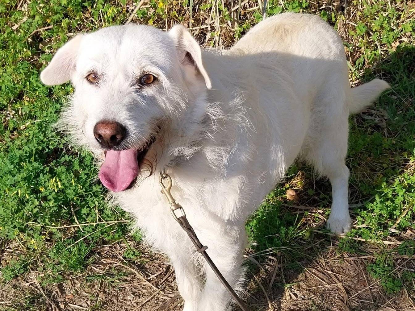 Adotta un cane, femmina, 7 anni  e 7 mesi , Cosenza