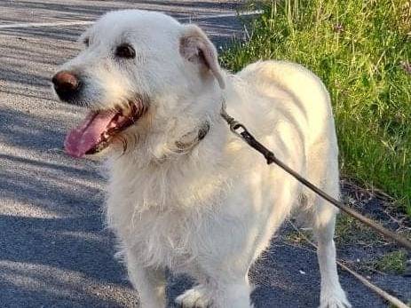 Adotta un cane, taglia grande, femmina, Cosenza