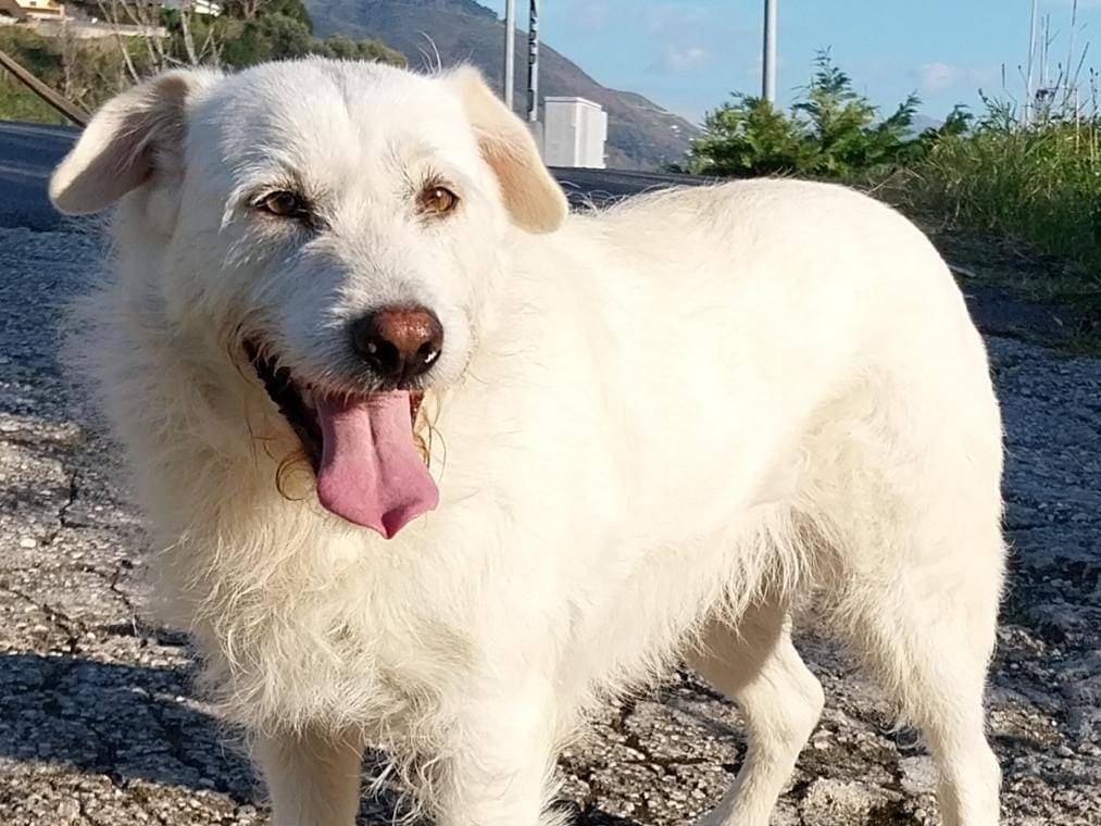 Vuoi adottare un cane a Cosenza?
