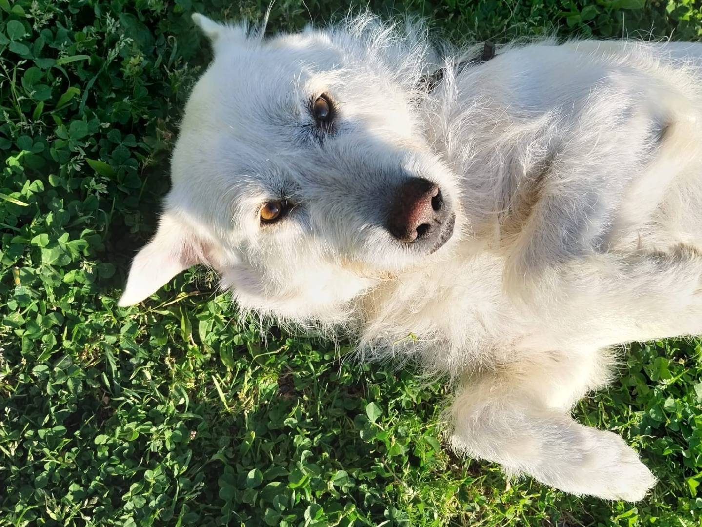 Adotta il cane SANDRA a Cosenza