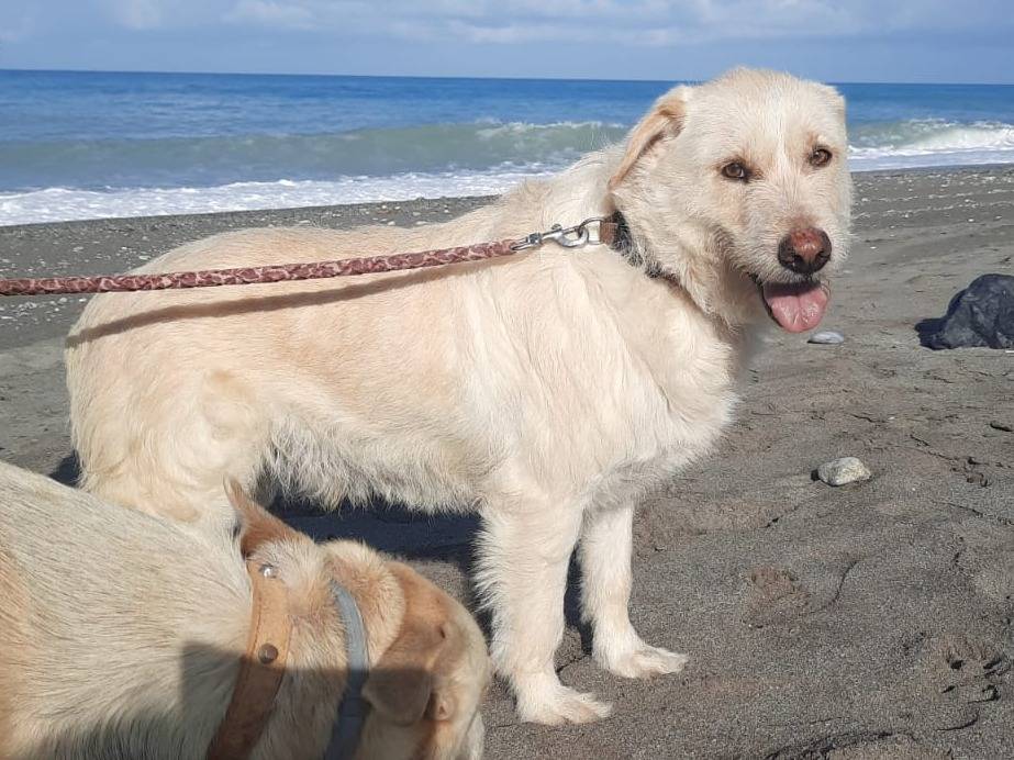Adotta un cane, maschio, 7 anni  e 7 mesi , Cosenza