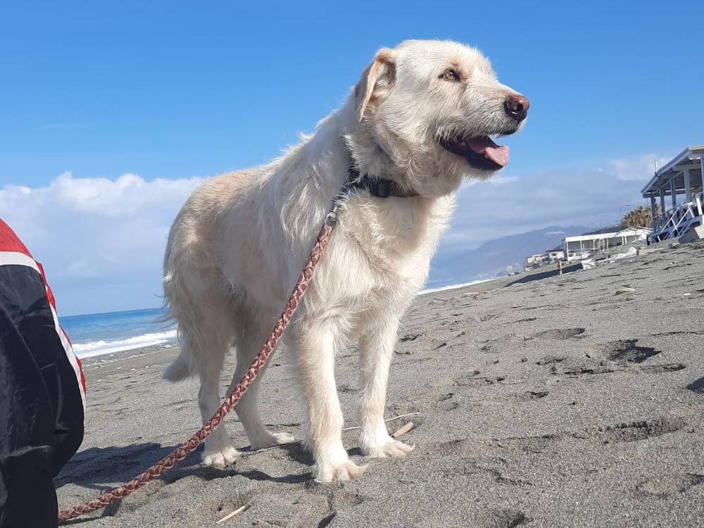 Adotta un cane, taglia grande, maschio, Cosenza