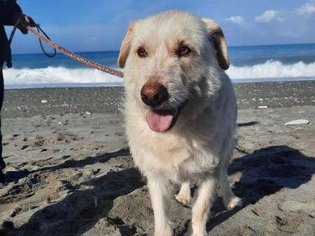 Vuoi adottare un cane a Cosenza?