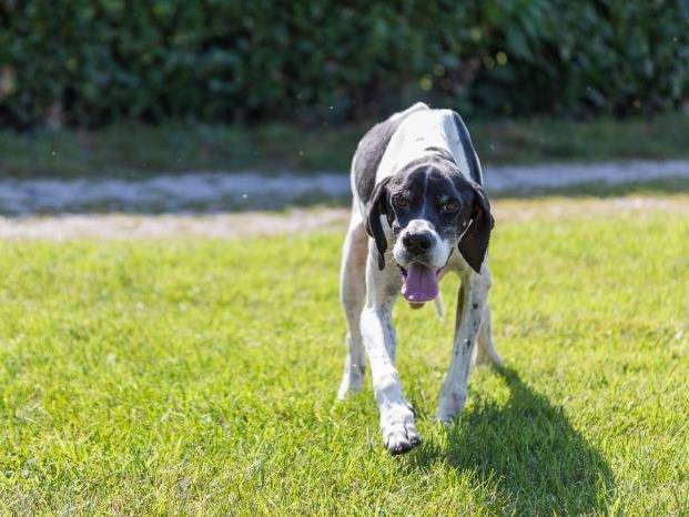 Adozione cane, maschio, Pointer, 10 anni e 10 mesi, taglia media, Milano