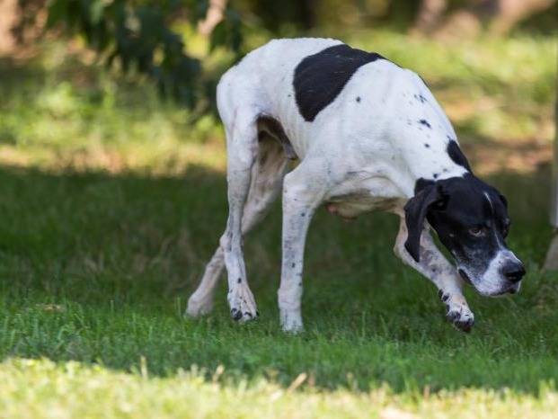 Adotta un cane, maschio, 10 anni e 10 mesi, Milano