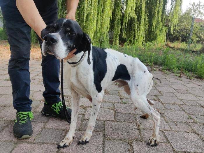 Adotta un cane, taglia media, maschio, Milano