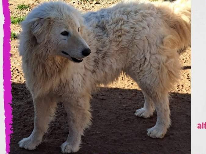 Foto dell'animale