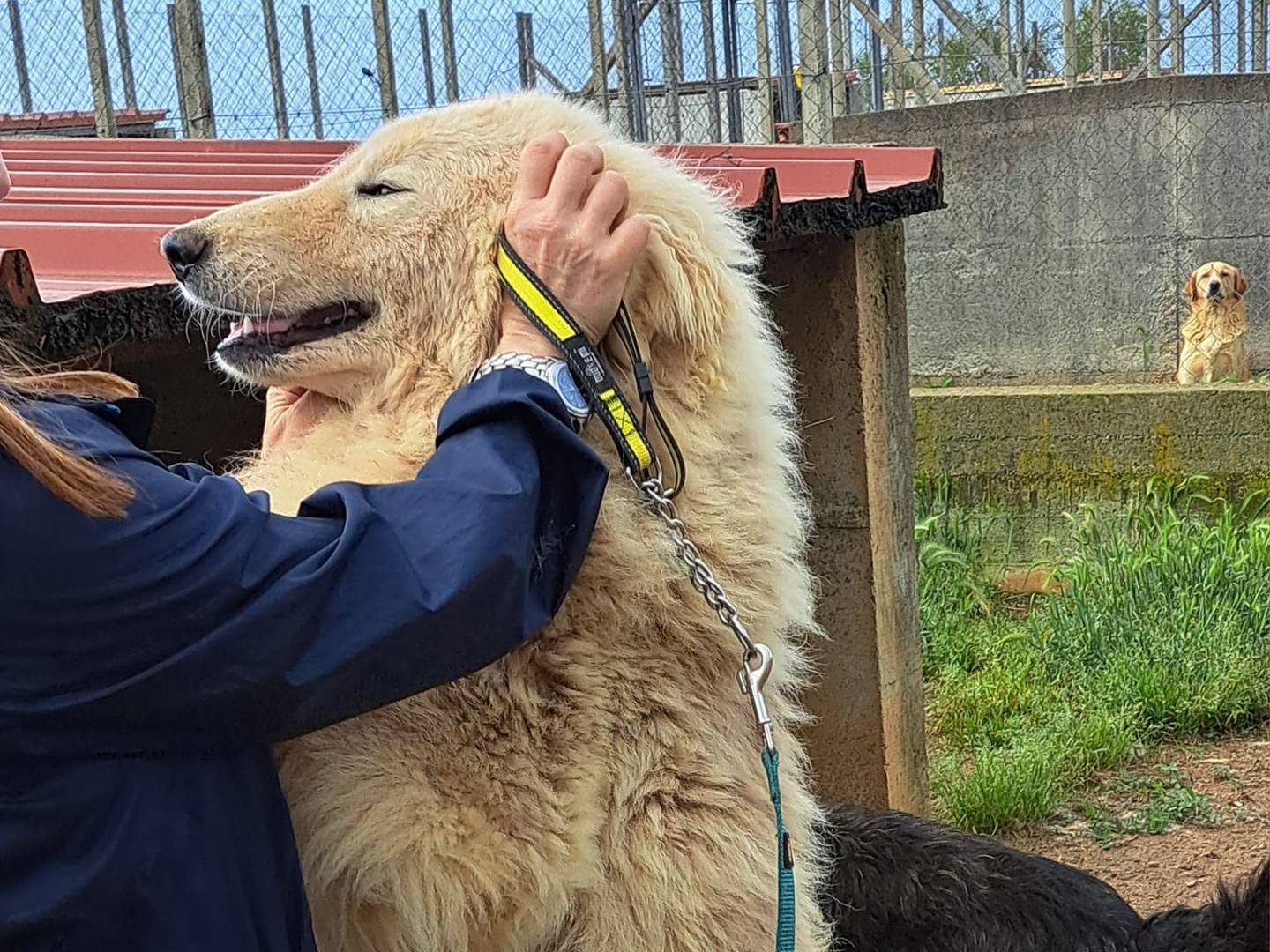 Adotta un cane, femmina, 7 anni , Cosenza