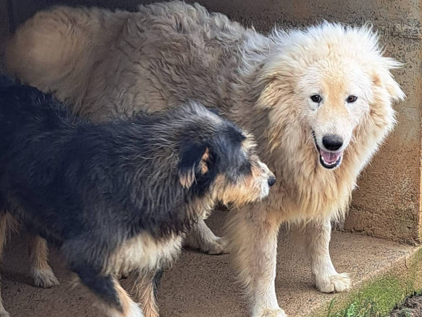 Adotta un cane, taglia grande, femmina, Cosenza