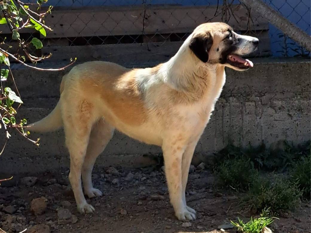 Adotta un cane, femmina, 7 anni  e 7 mesi , Cosenza