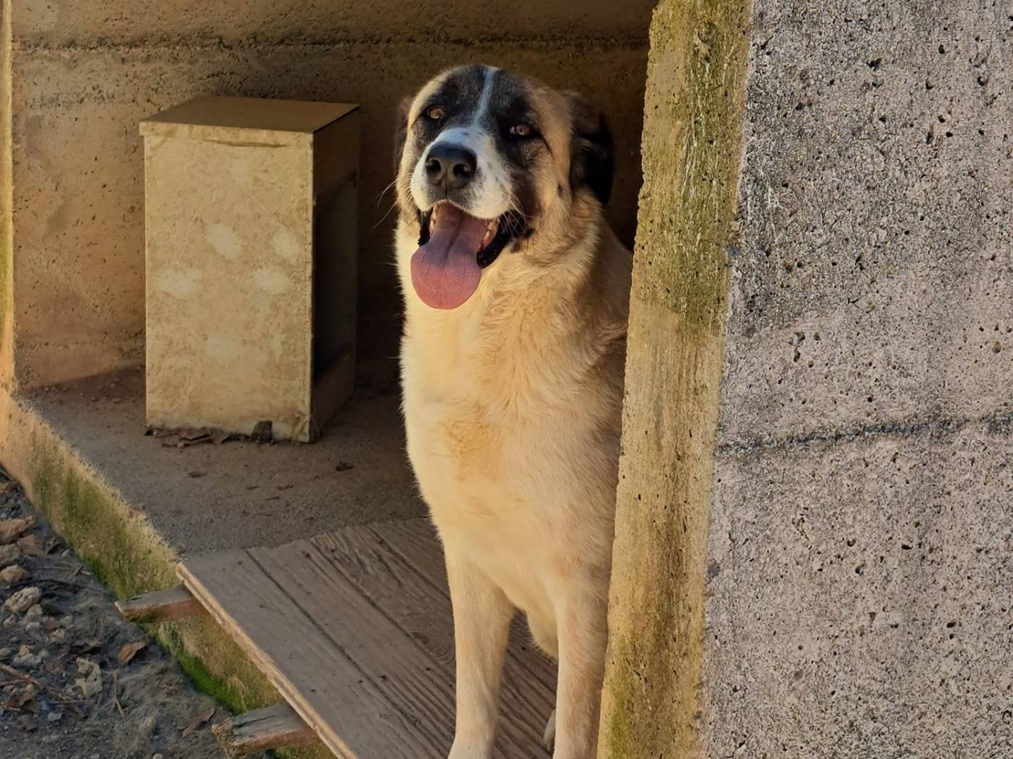Adotta un cane, taglia grande, femmina, Cosenza