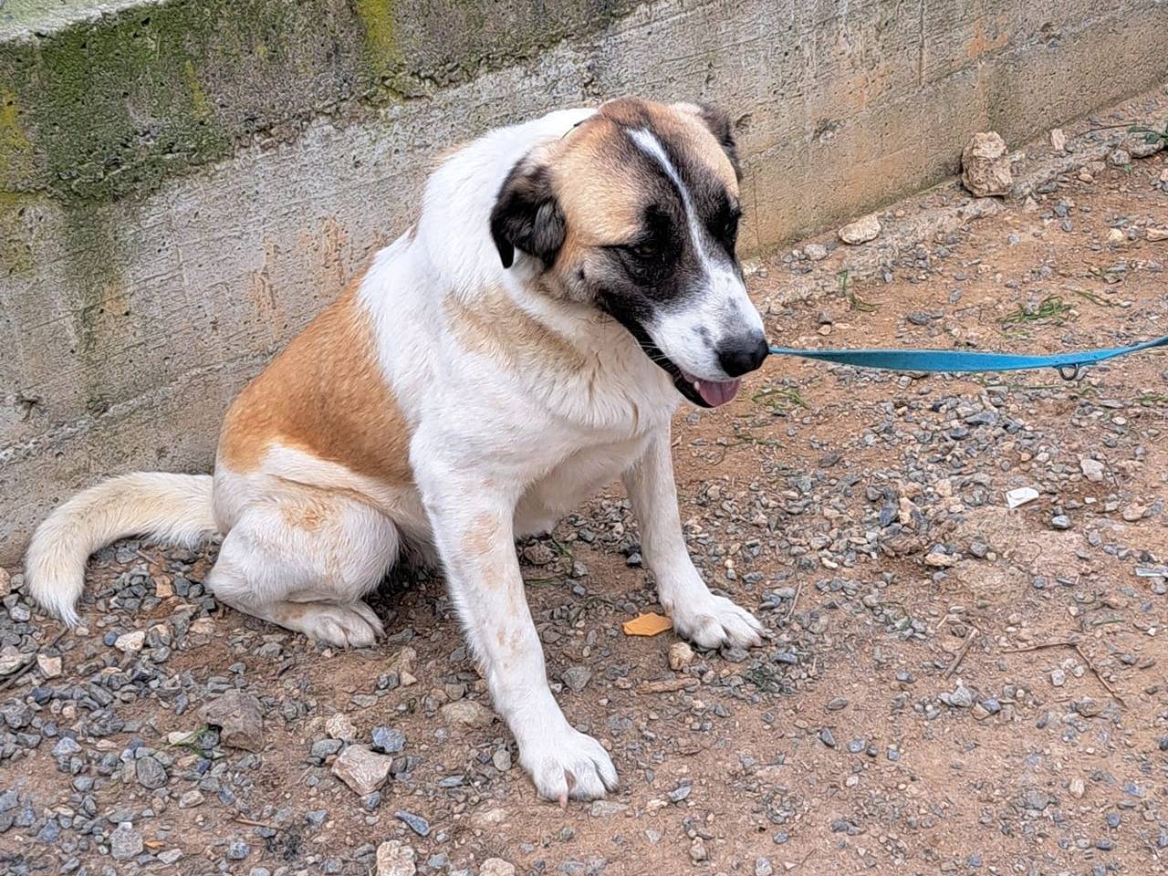 Vuoi adottare un cane a Cosenza?