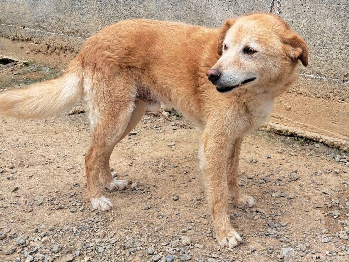 Adotta un cane, maschio, 16 anni  e 7 mesi , Cosenza