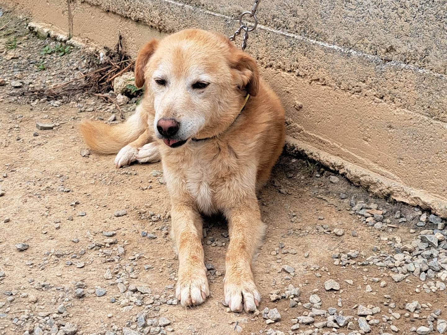 Adotta un cane, taglia media contenuta, maschio, Cosenza