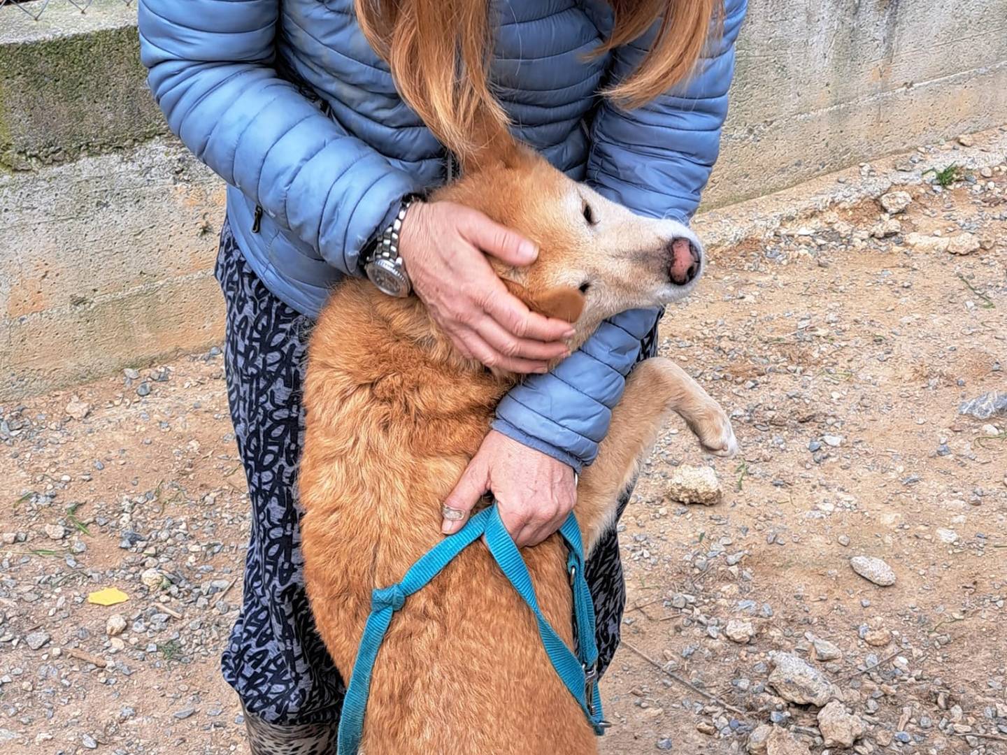 Vuoi adottare un cane a Cosenza?