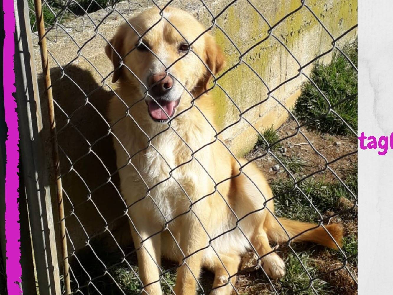 Adozione cane, maschio, Labrador Retriever, 7 anni  e 5 mesi , taglia media, Cosenza