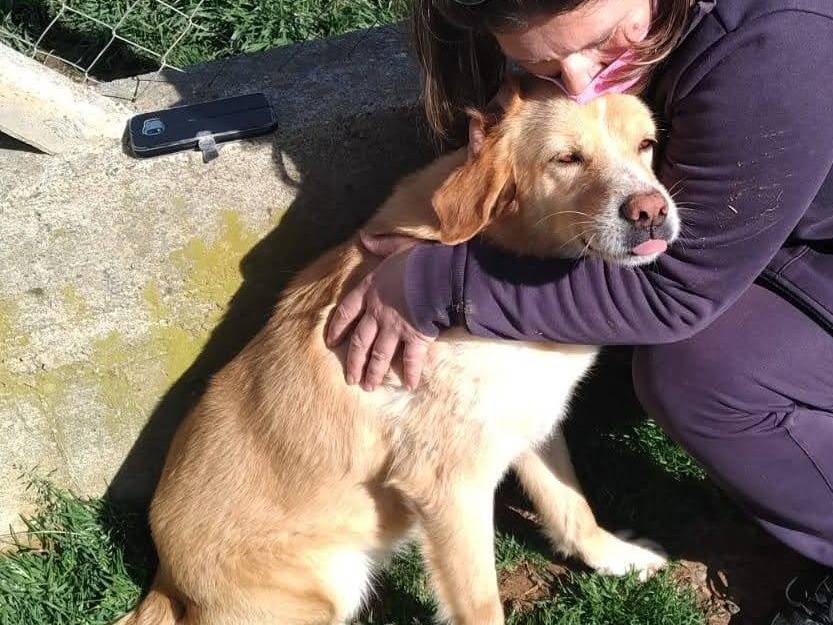 Adotta un cane, maschio, 7 anni  e 5 mesi , Cosenza