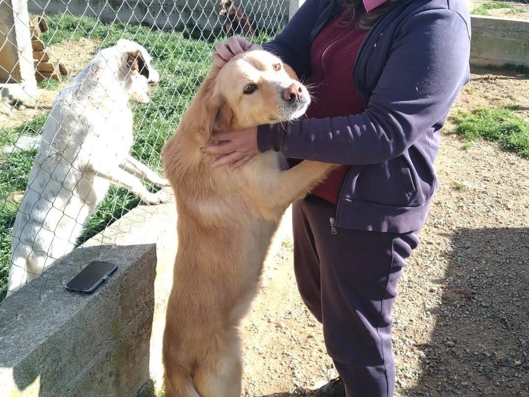 Adotta un cane, taglia media, maschio, Cosenza