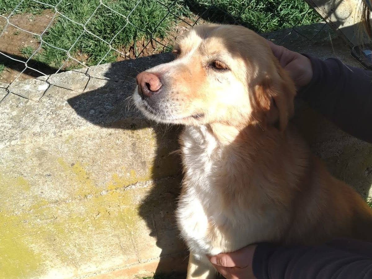 Vuoi adottare un cane a Cosenza?