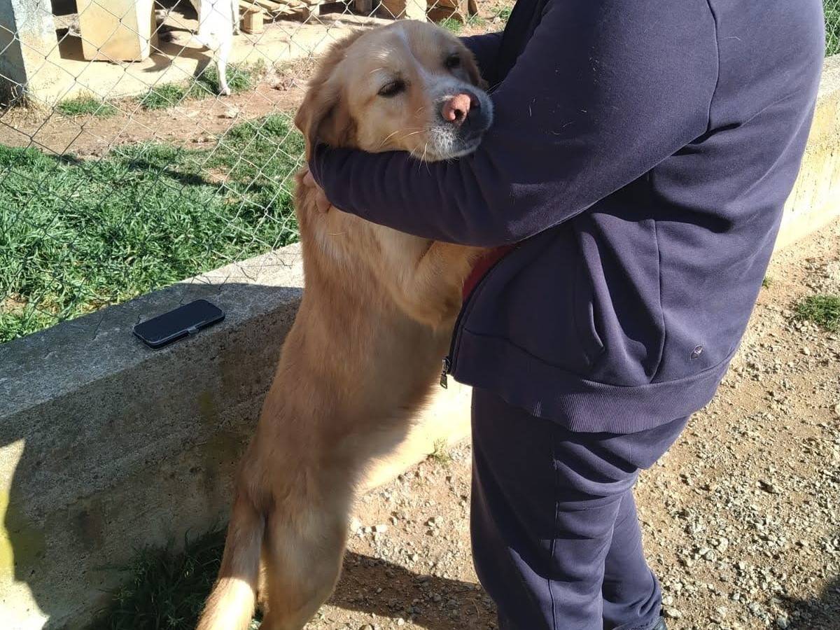 Adotta il cane FELIPE a Cosenza